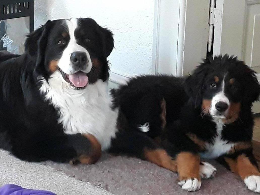 Berner sennenhund Berner Højgårds Hollie billede 23