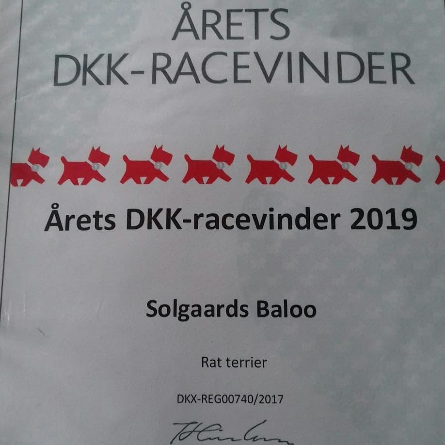 Rat Terrier Solgaards Baloo billede 11