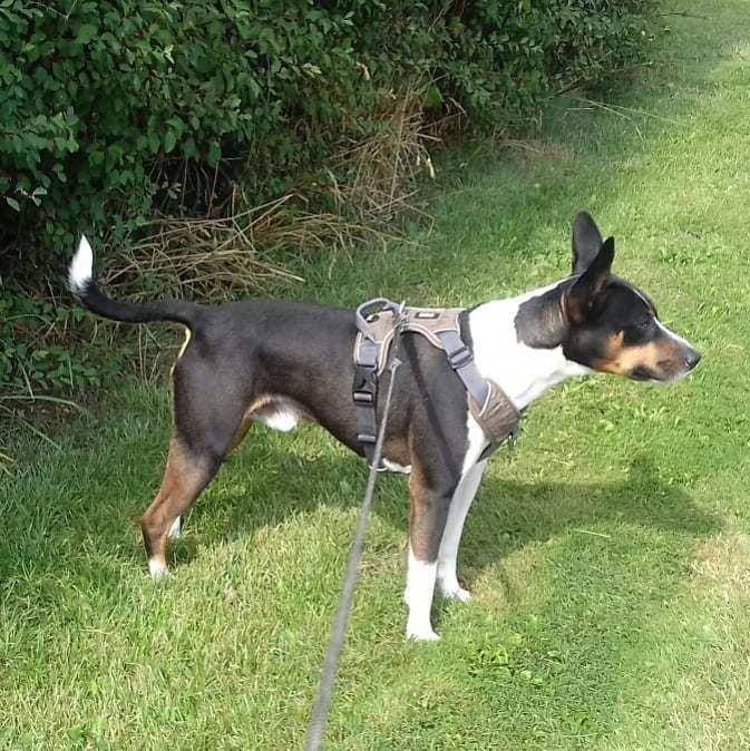 Rat Terrier Solgaards Baloo billede 4