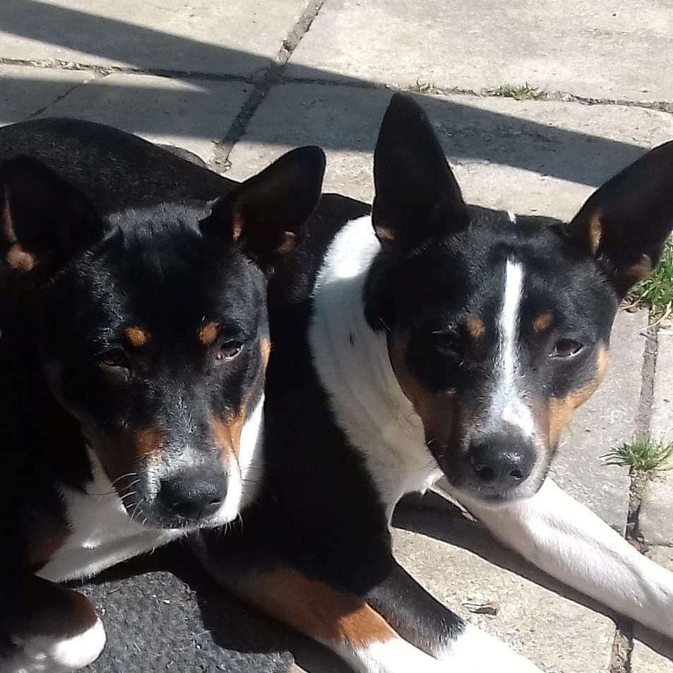 Rat Terrier Solgaards Baloo billede 15