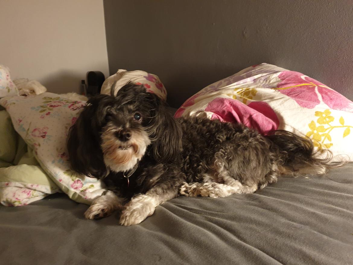 Bichon havanais Lari billede 4