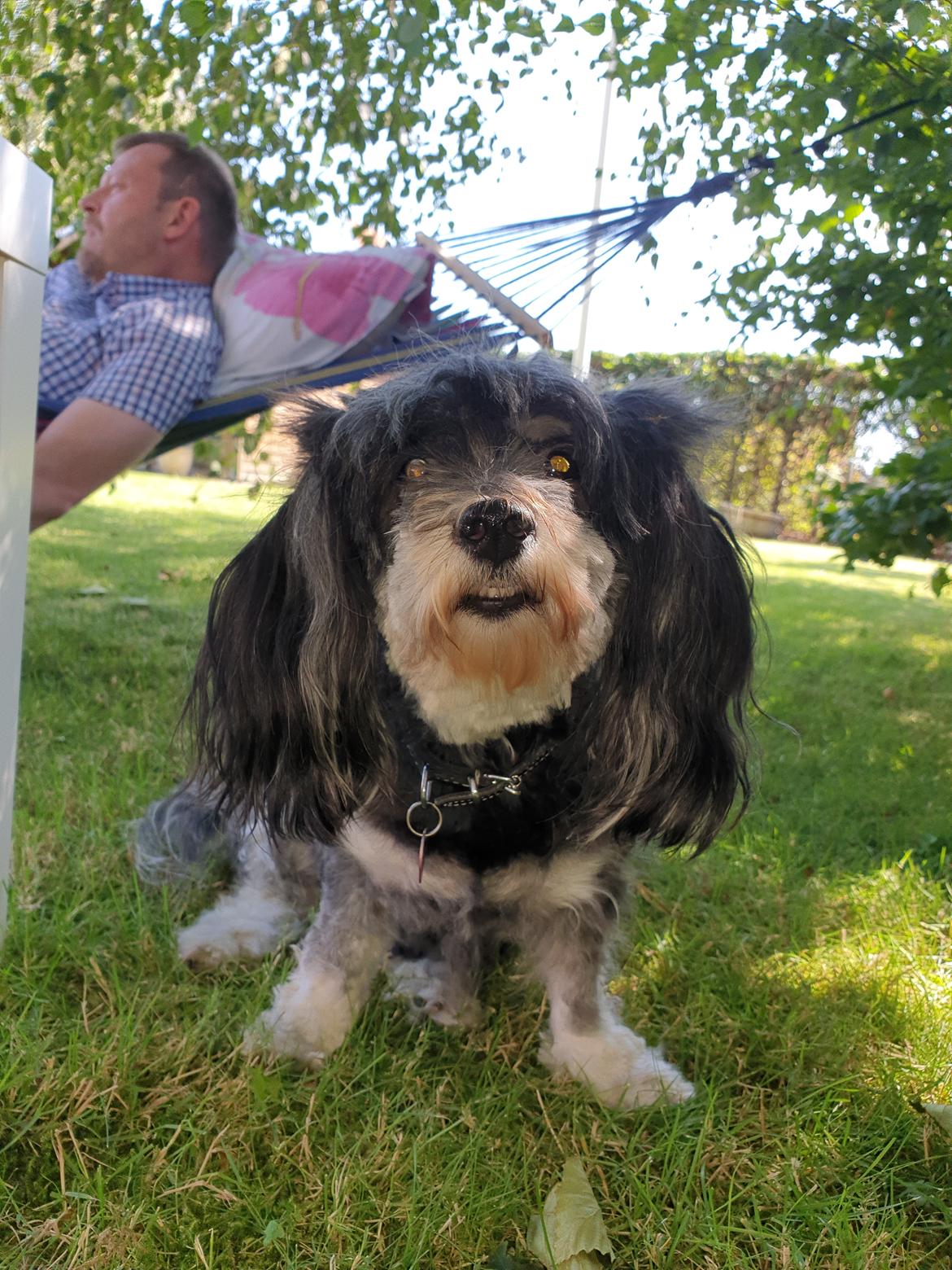 Bichon havanais Lari billede 6