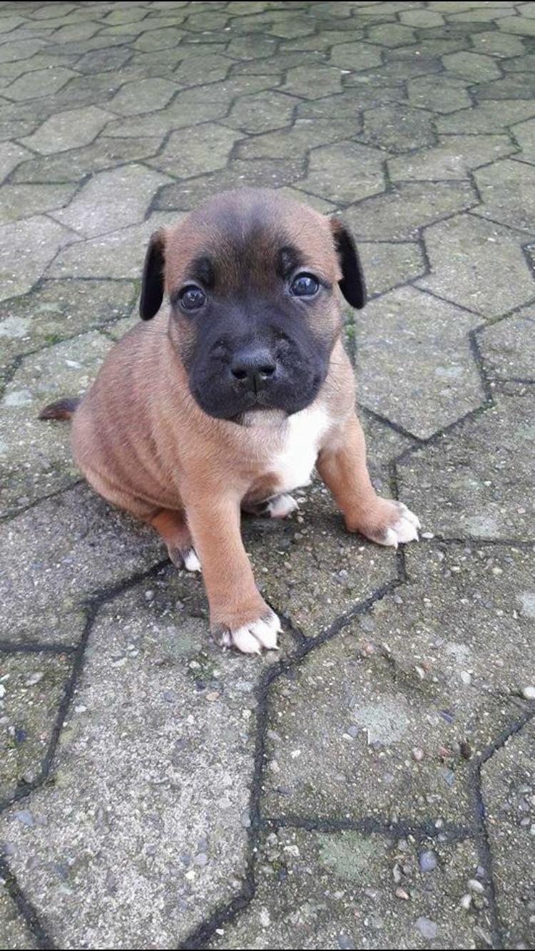 Staffordshire bull terrier Arnold billede 1