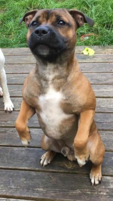 Staffordshire bull terrier Arnold billede 5