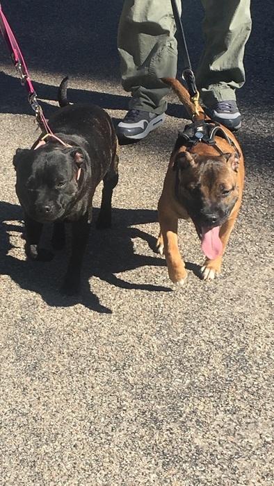 Staffordshire bull terrier Arnold billede 6