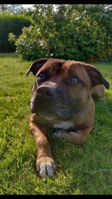 Staffordshire bull terrier Arnold billede 9