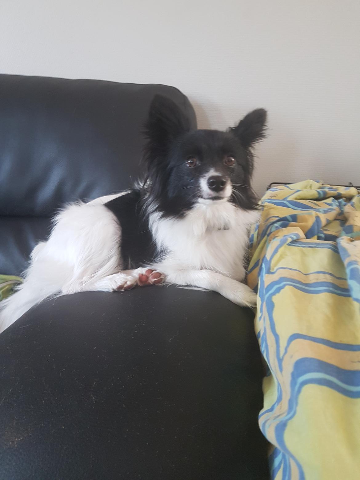 Blanding af racer Malu billede 1