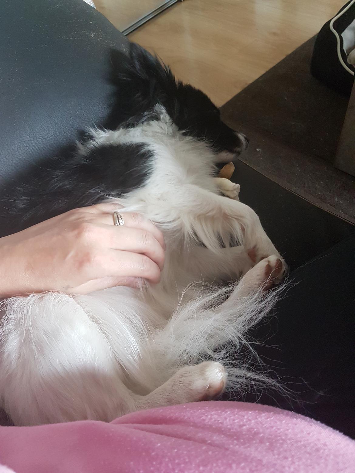 Blanding af racer Malu billede 3