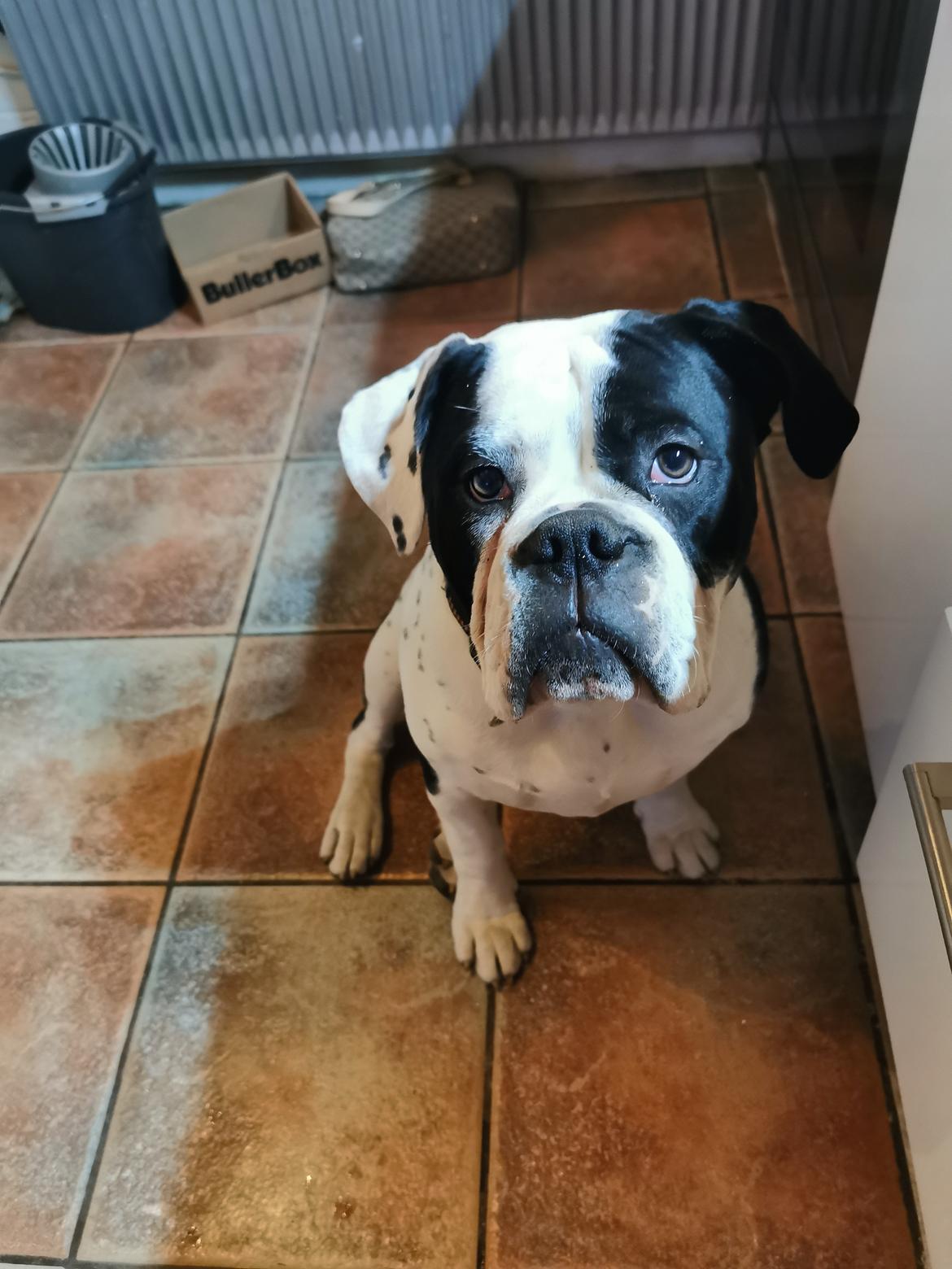 Olde english bulldogge Nalah billede 1