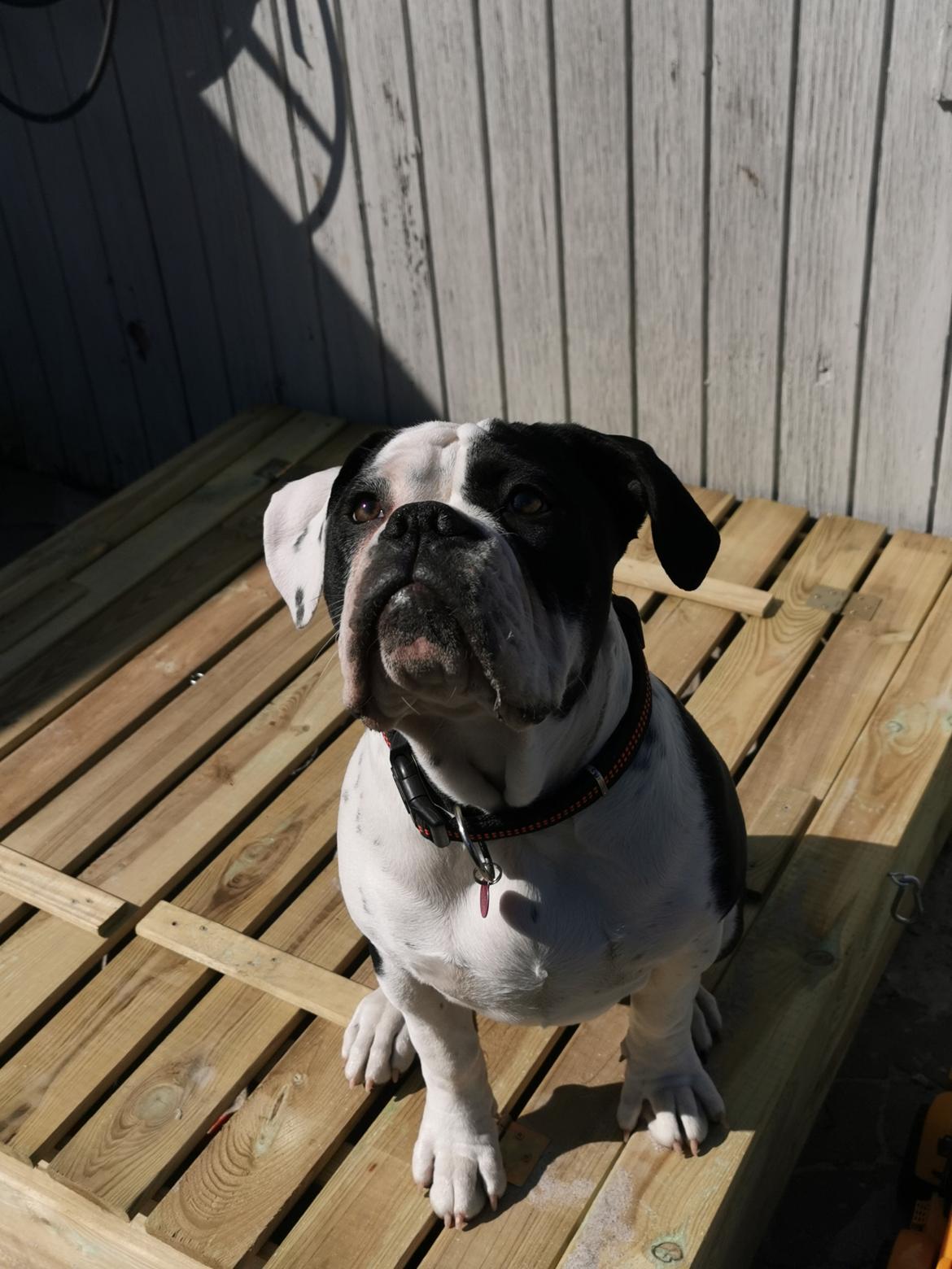 Olde english bulldogge Nalah billede 5