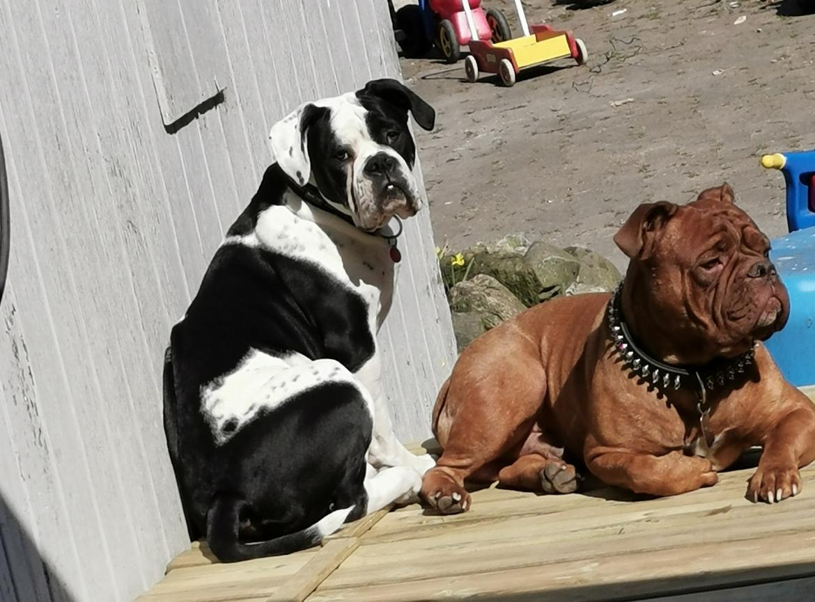 Olde english bulldogge Nalah billede 7