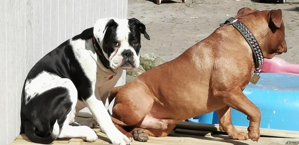 Olde english bulldogge Nalah billede 8