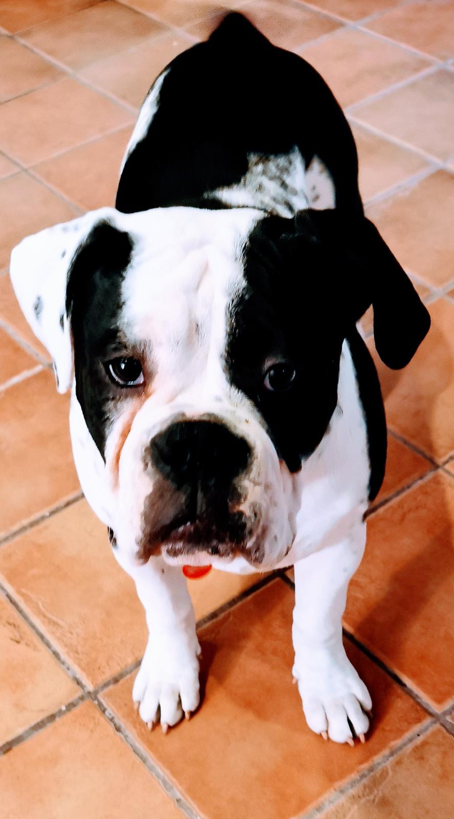 Olde english bulldogge Nalah billede 10