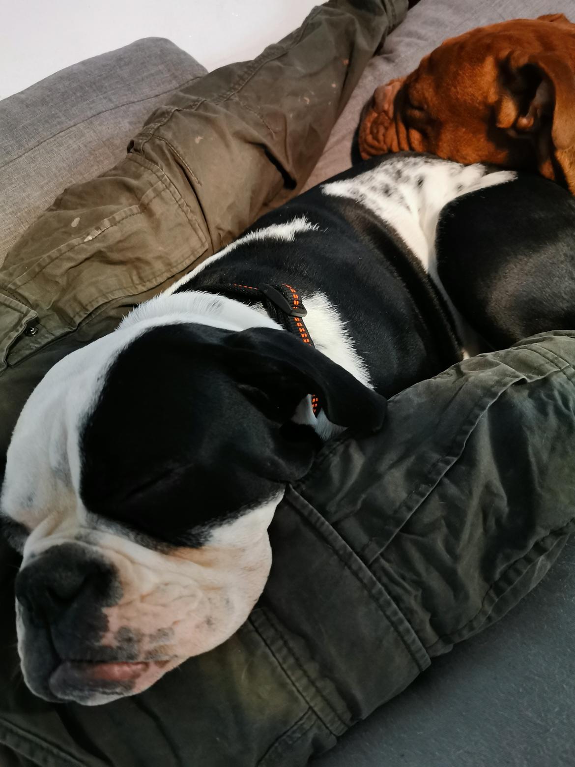 Olde english bulldogge Nalah billede 12