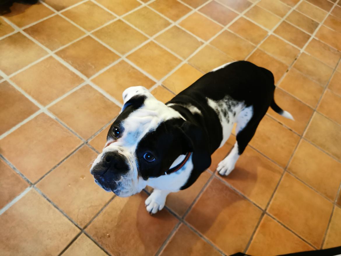 Olde english bulldogge Nalah billede 13