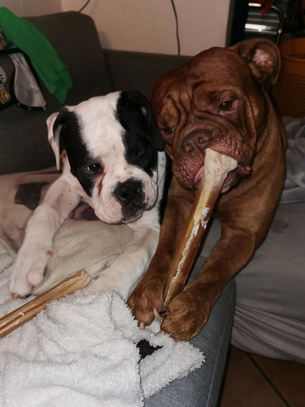 Olde english bulldogge Nalah billede 14