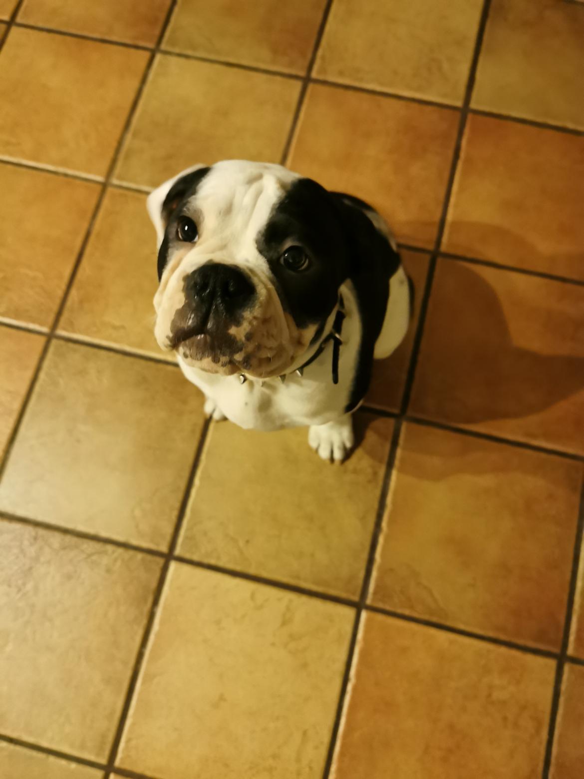 Olde english bulldogge Nalah billede 18
