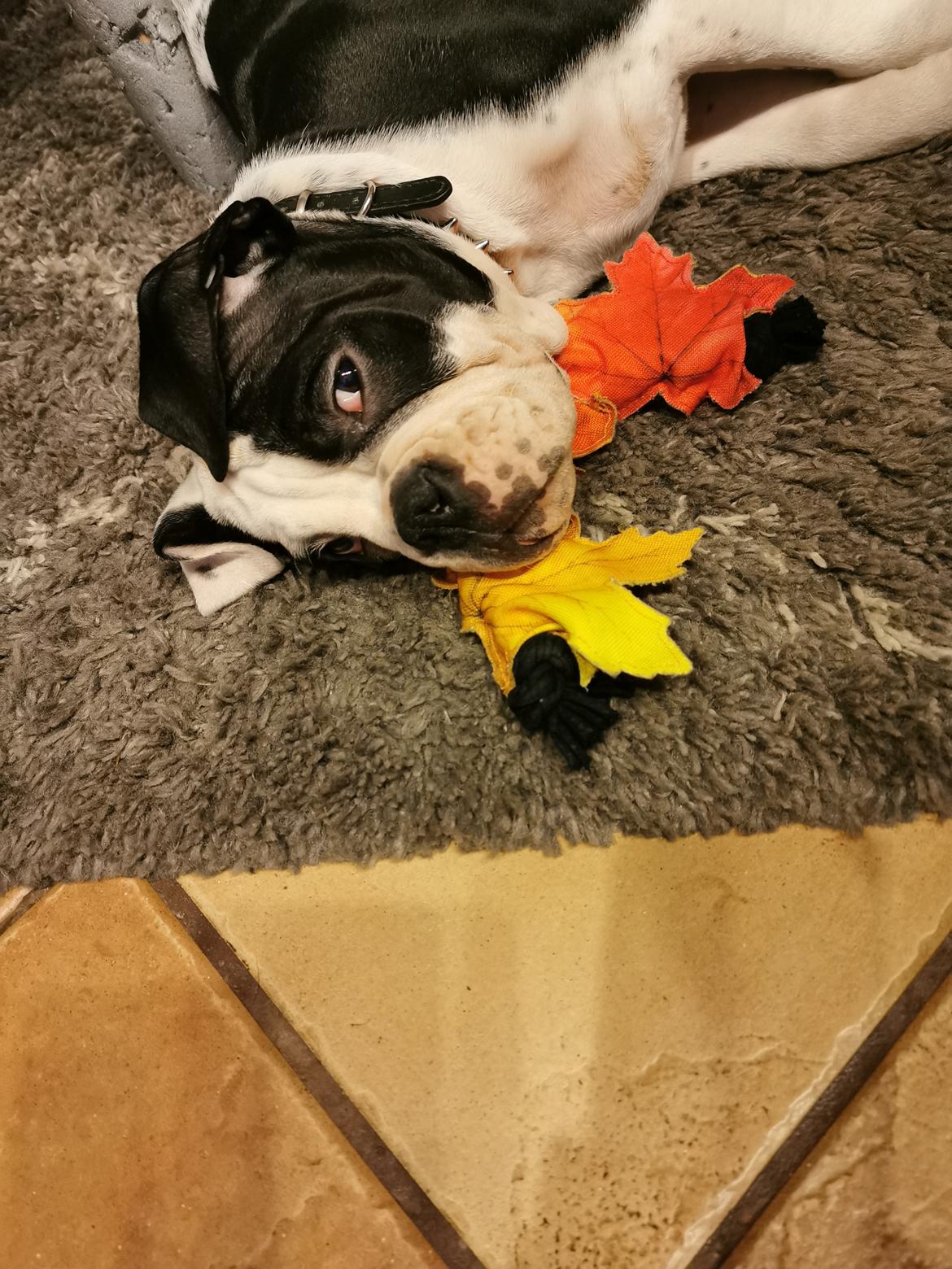 Olde english bulldogge Nalah billede 19
