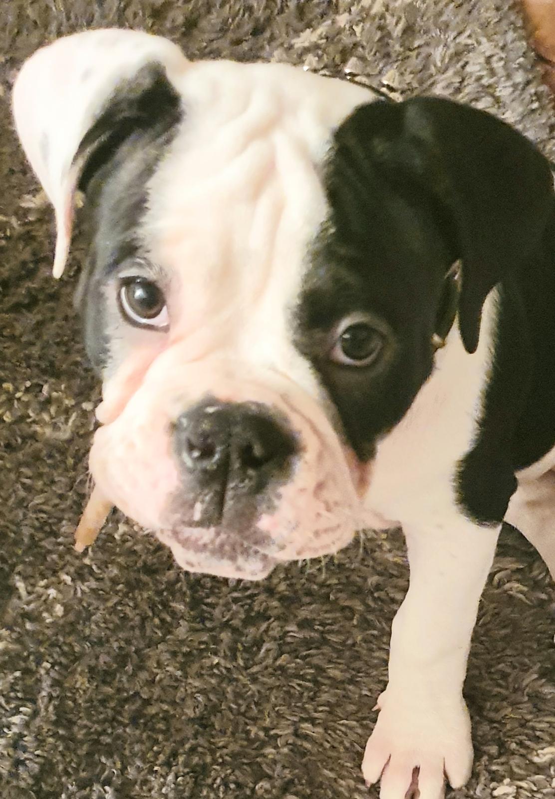 Olde english bulldogge Nalah billede 24