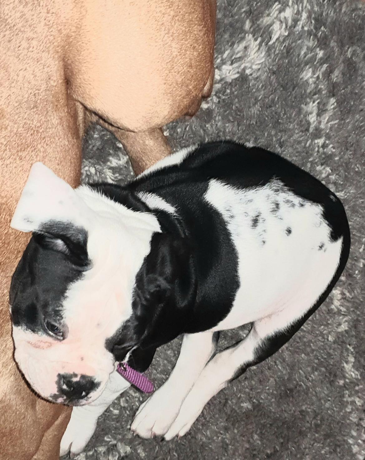 Olde english bulldogge Nalah billede 28