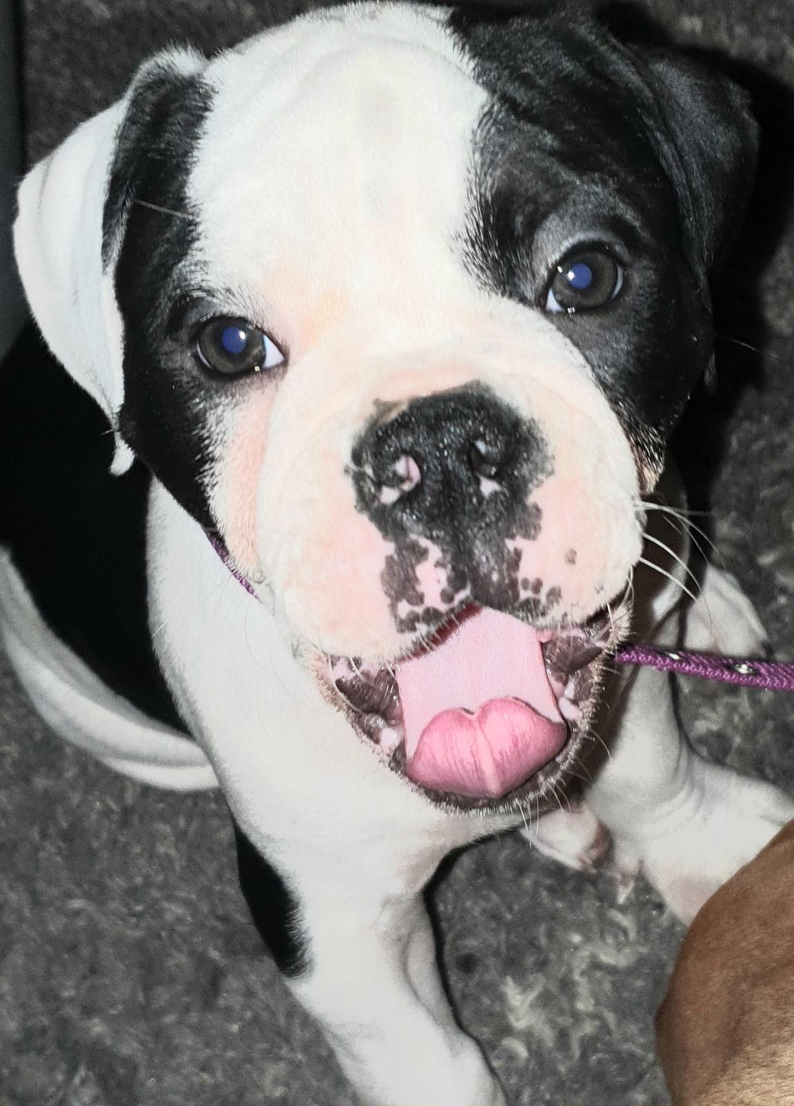 Olde english bulldogge Nalah billede 26