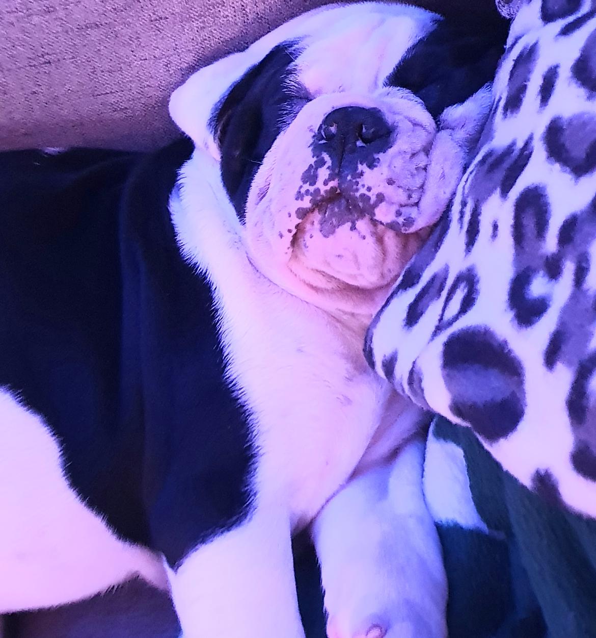 Olde english bulldogge Nalah billede 30