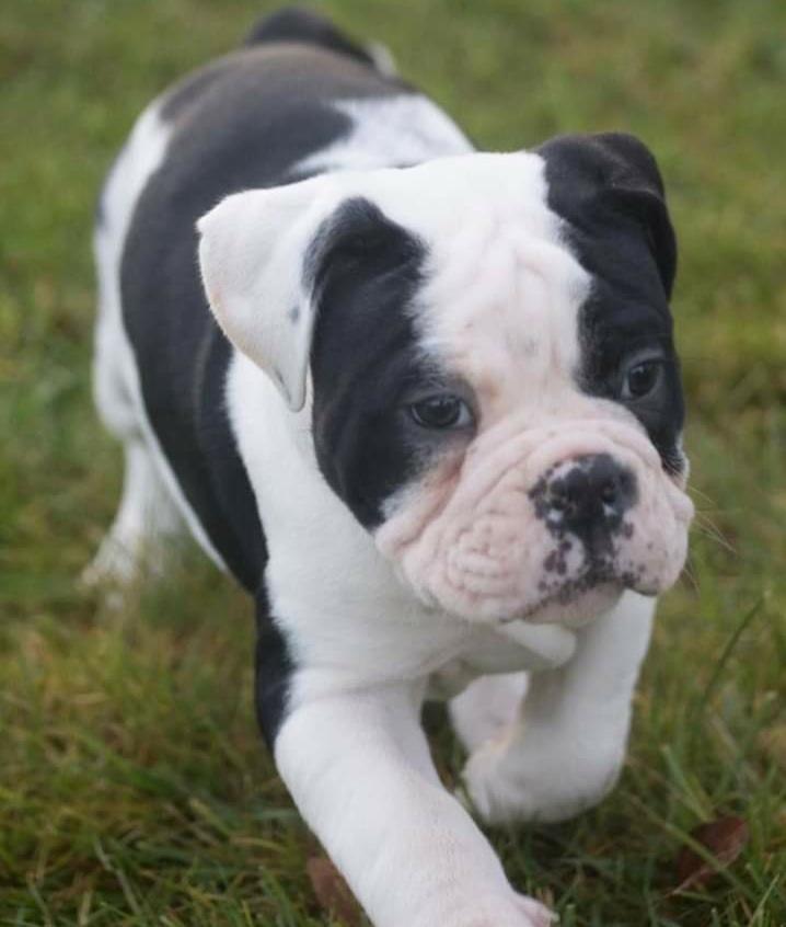 Olde english bulldogge Nalah billede 39