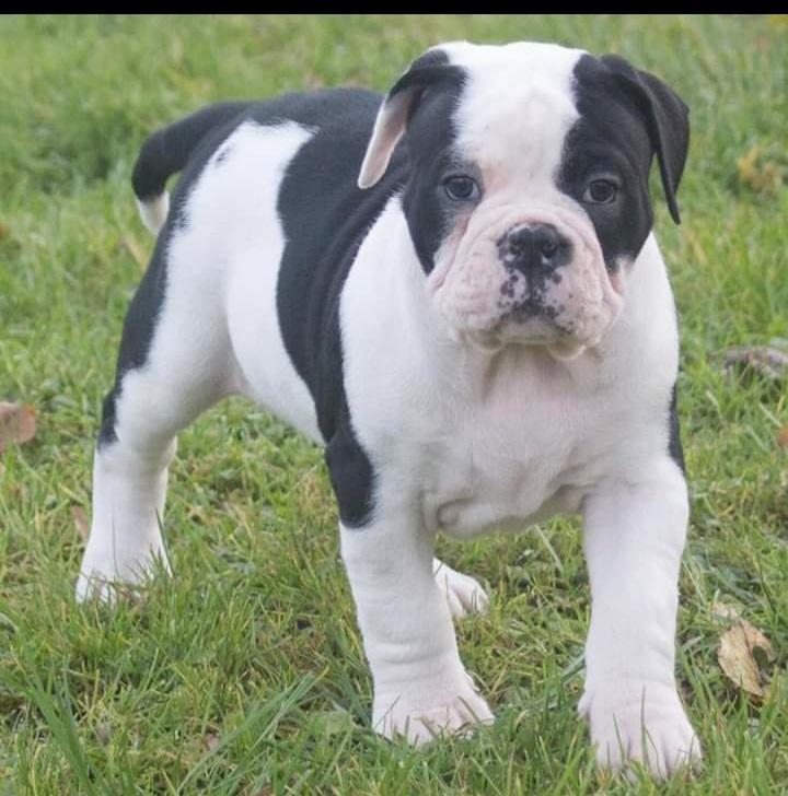 Olde english bulldogge Nalah billede 37