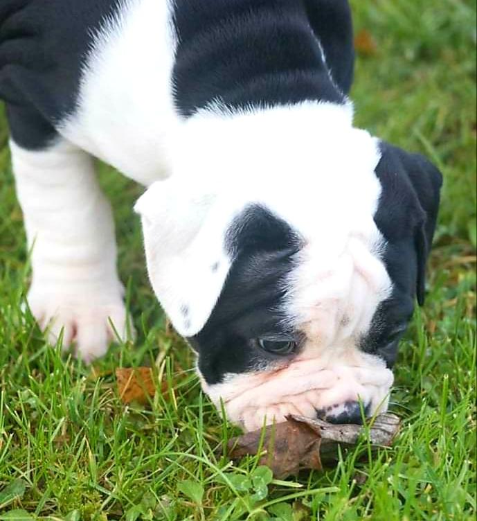 Olde english bulldogge Nalah billede 40