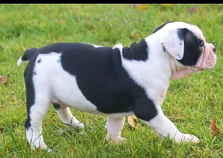 Olde english bulldogge Nalah billede 42