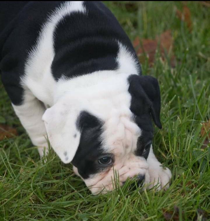 Olde english bulldogge Nalah billede 43