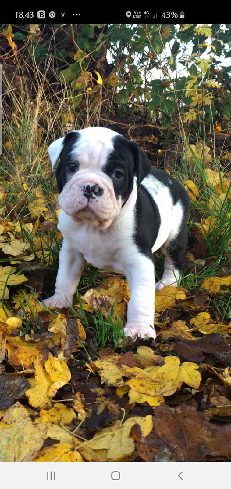 Olde english bulldogge Nalah billede 44