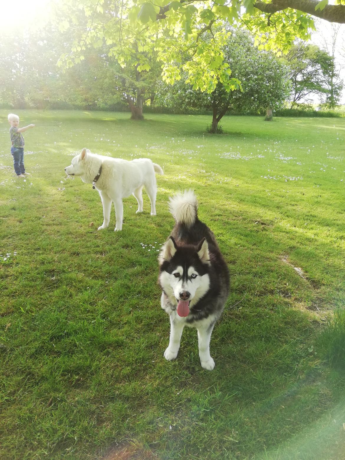 Siberian husky Laika  billede 21