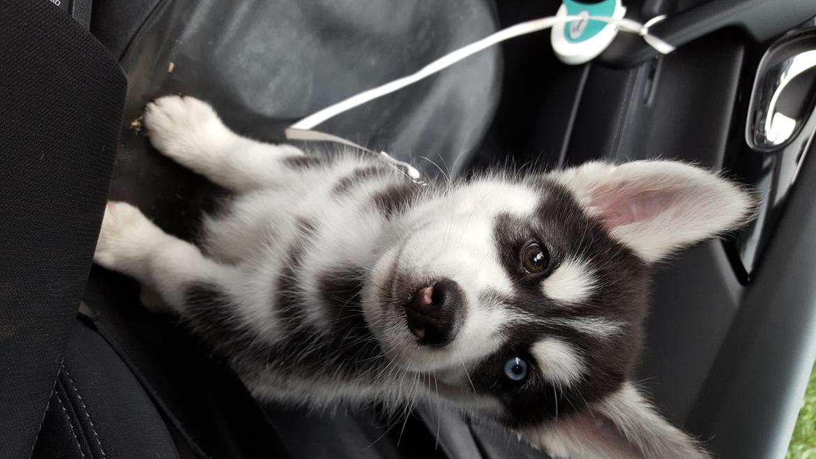 Siberian husky Laika  billede 18