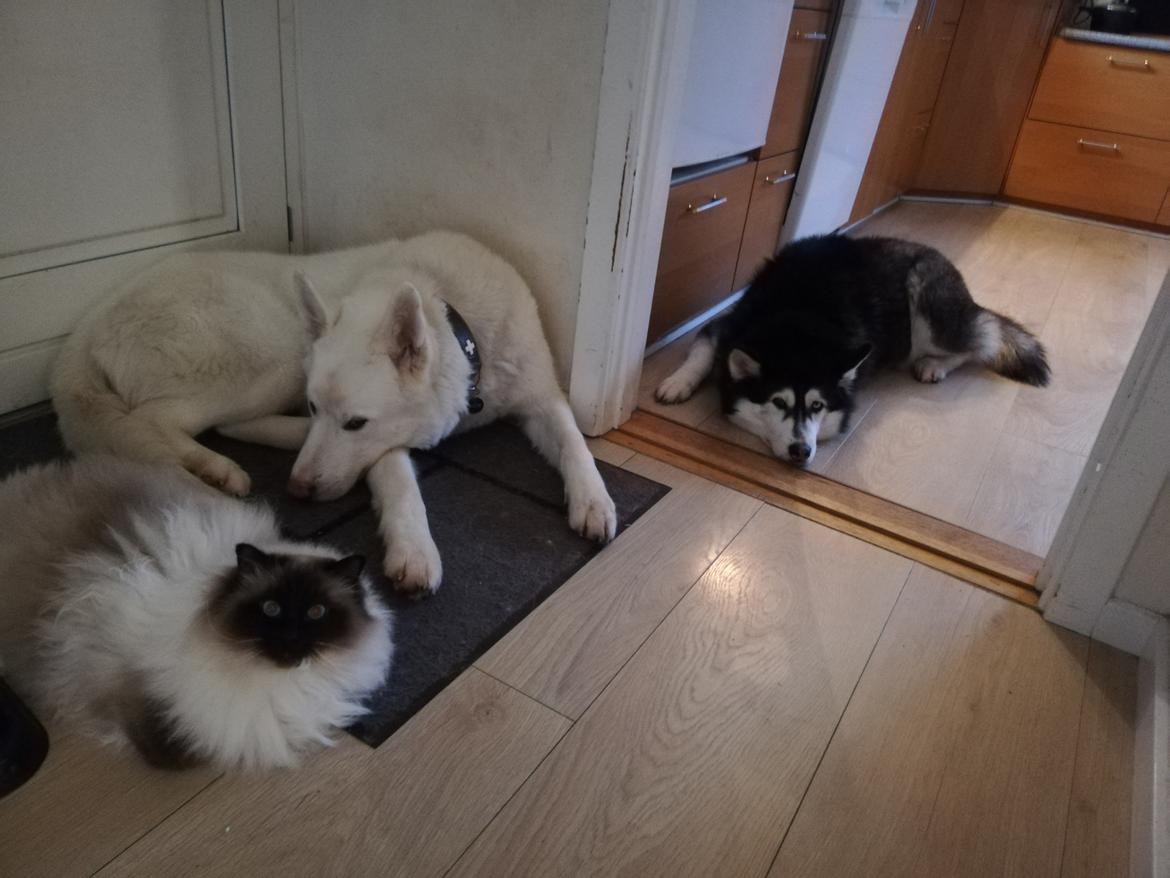 Siberian husky Laika  billede 22