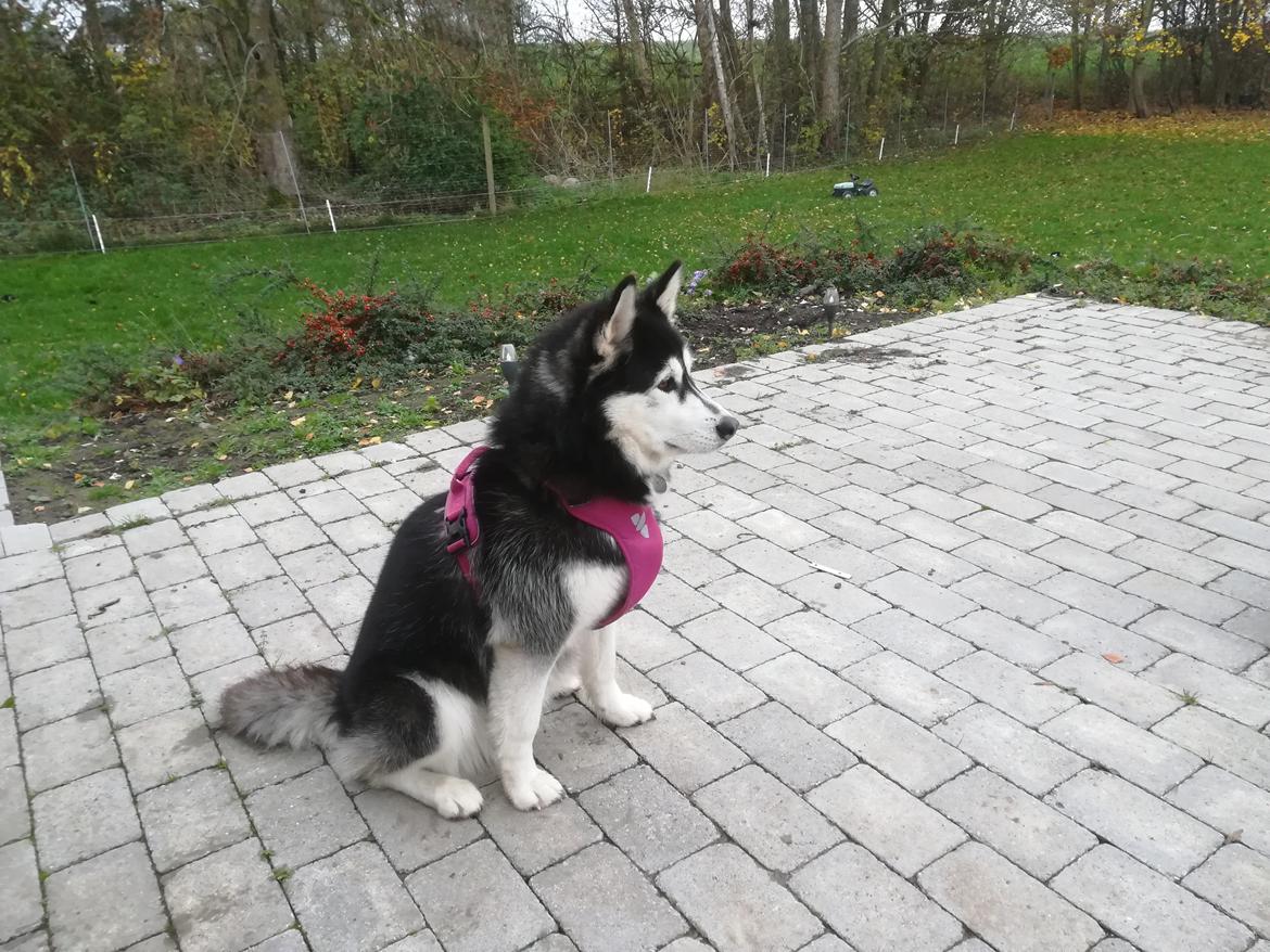 Siberian husky Laika  billede 24