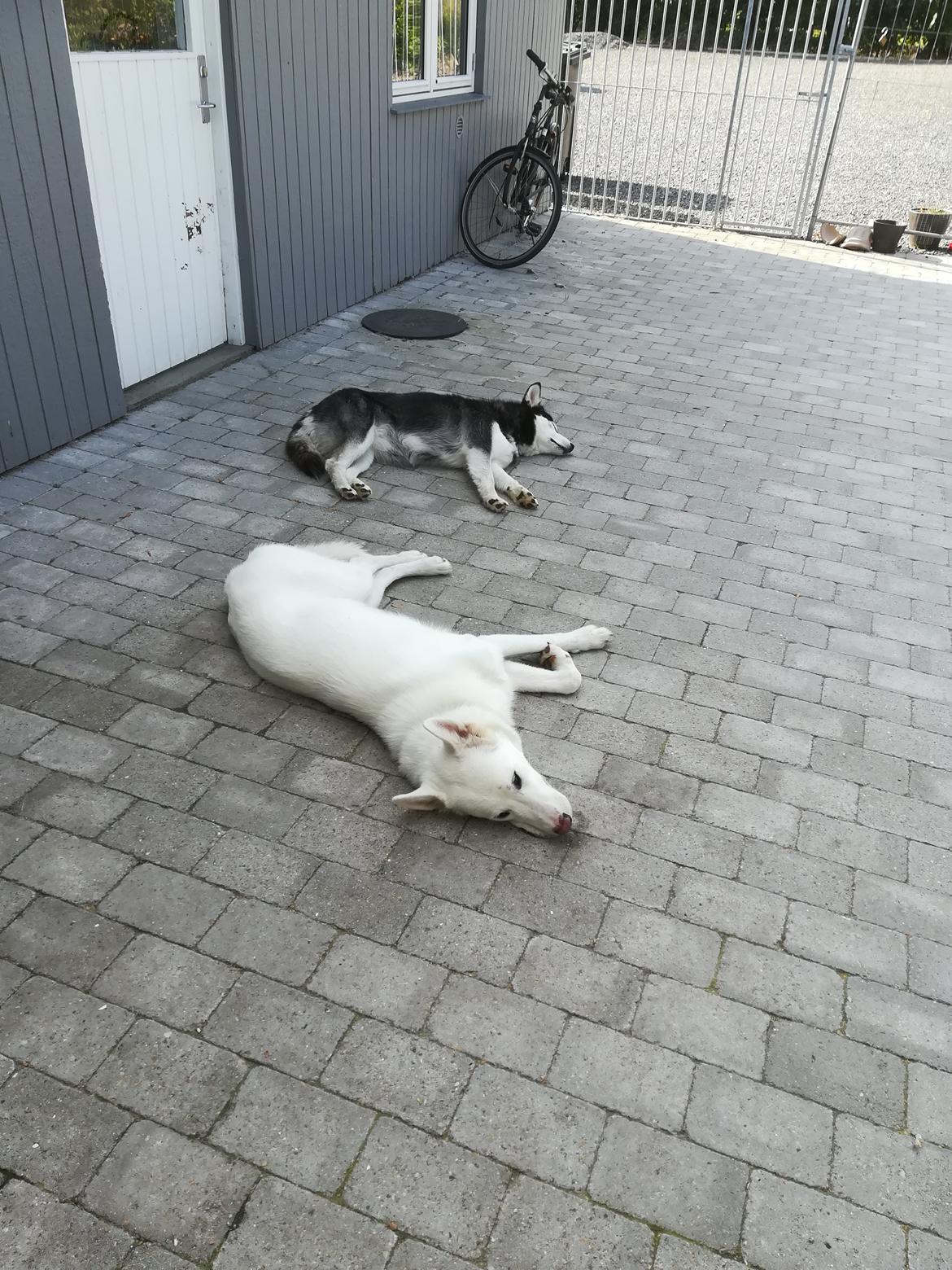 Siberian husky Laika  billede 27