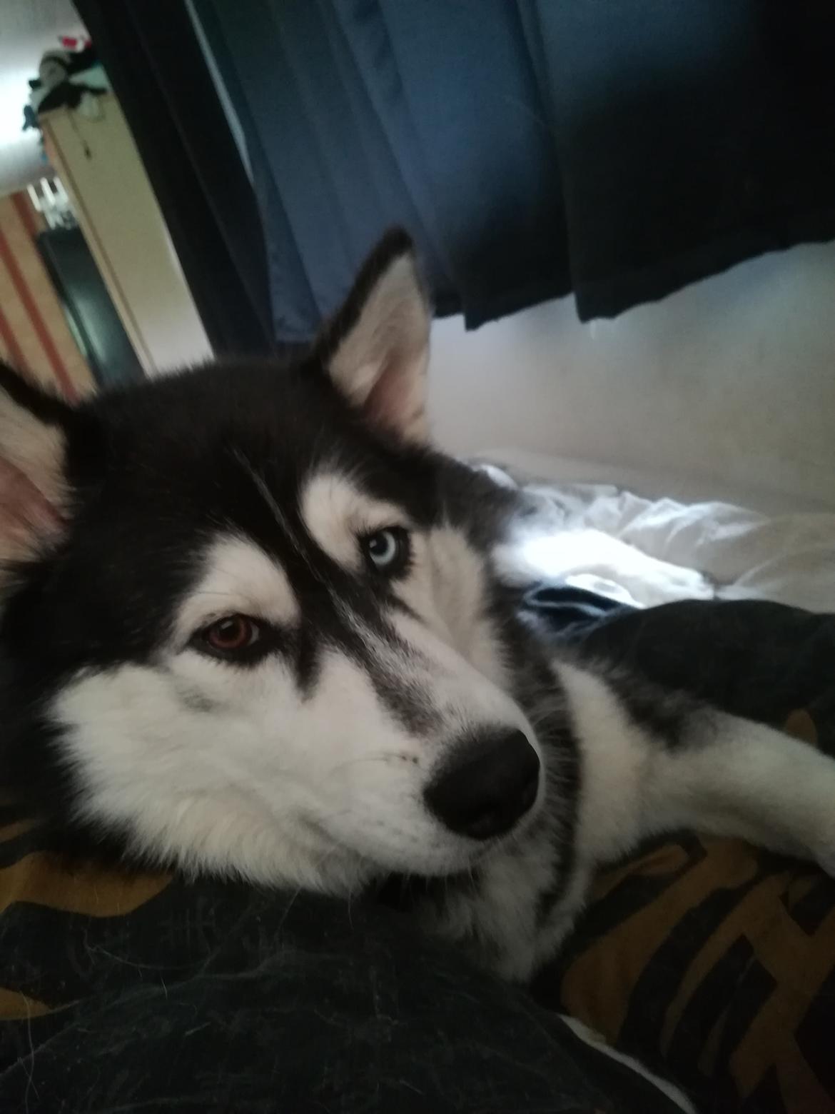 Siberian husky Laika  billede 30