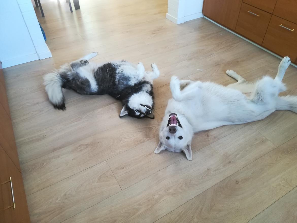 Siberian husky Laika  billede 31