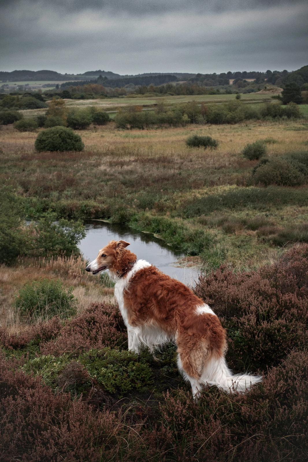 Borzoi - Kashmir 'Wild wind of Russia' billede 9