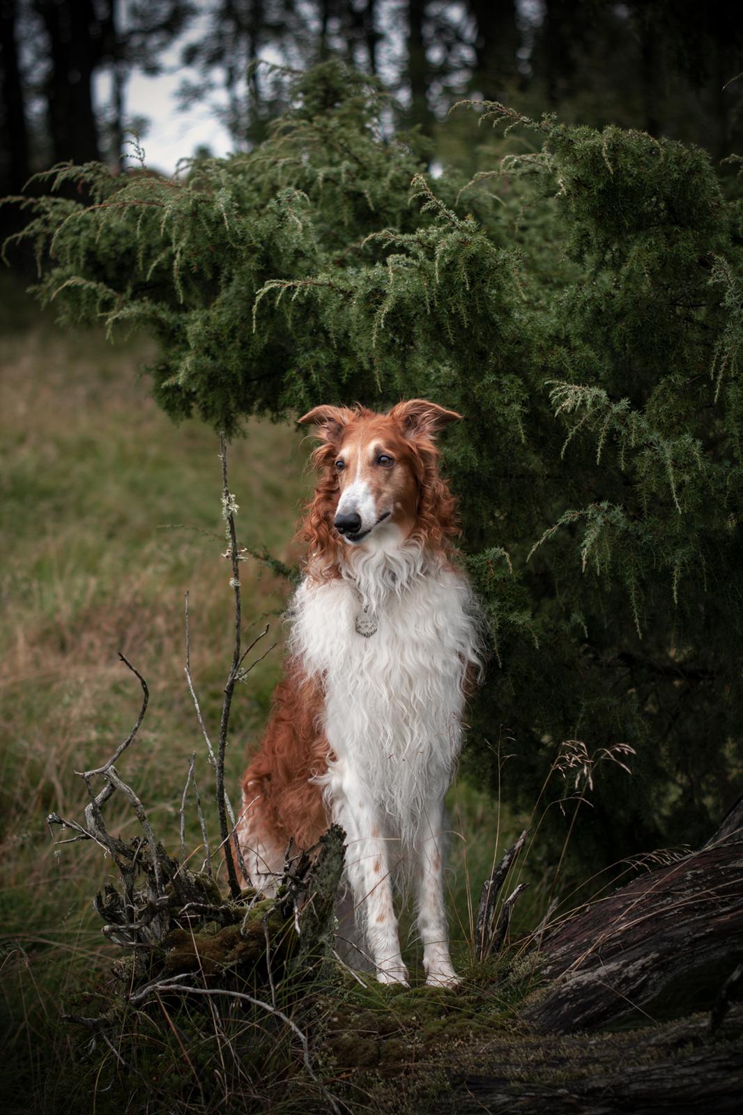 Borzoi - Kashmir 'Wild wind of Russia' billede 11