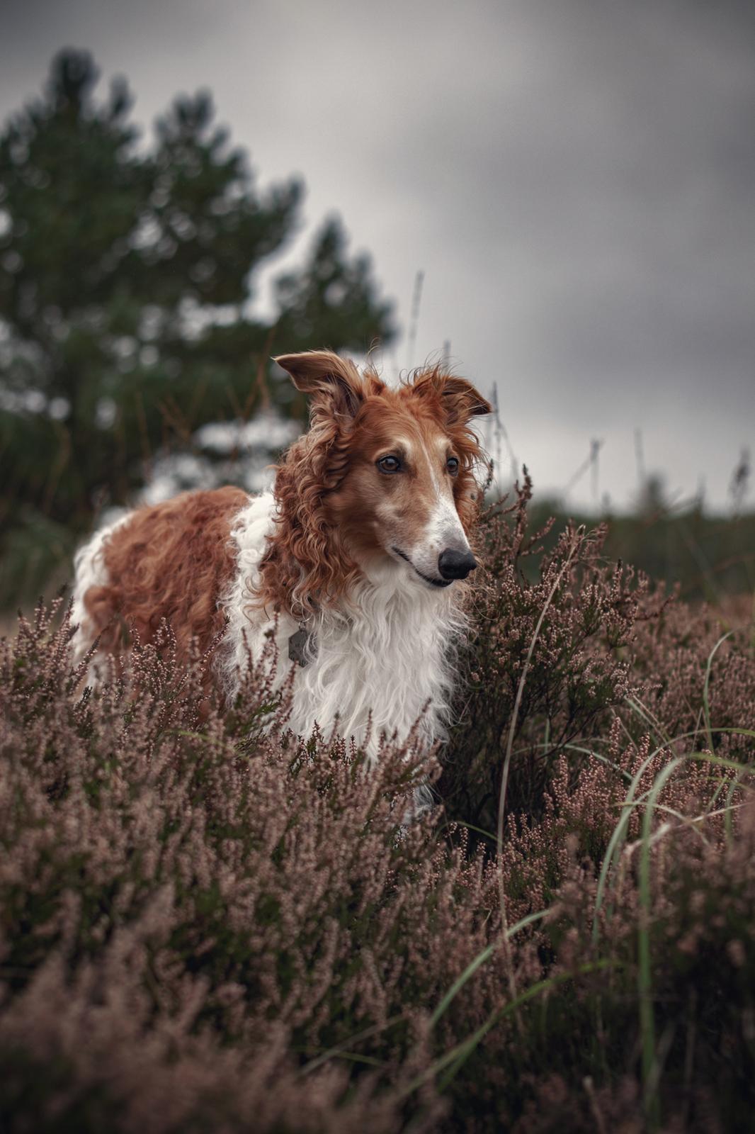 Borzoi - Kashmir 'Wild wind of Russia' billede 15