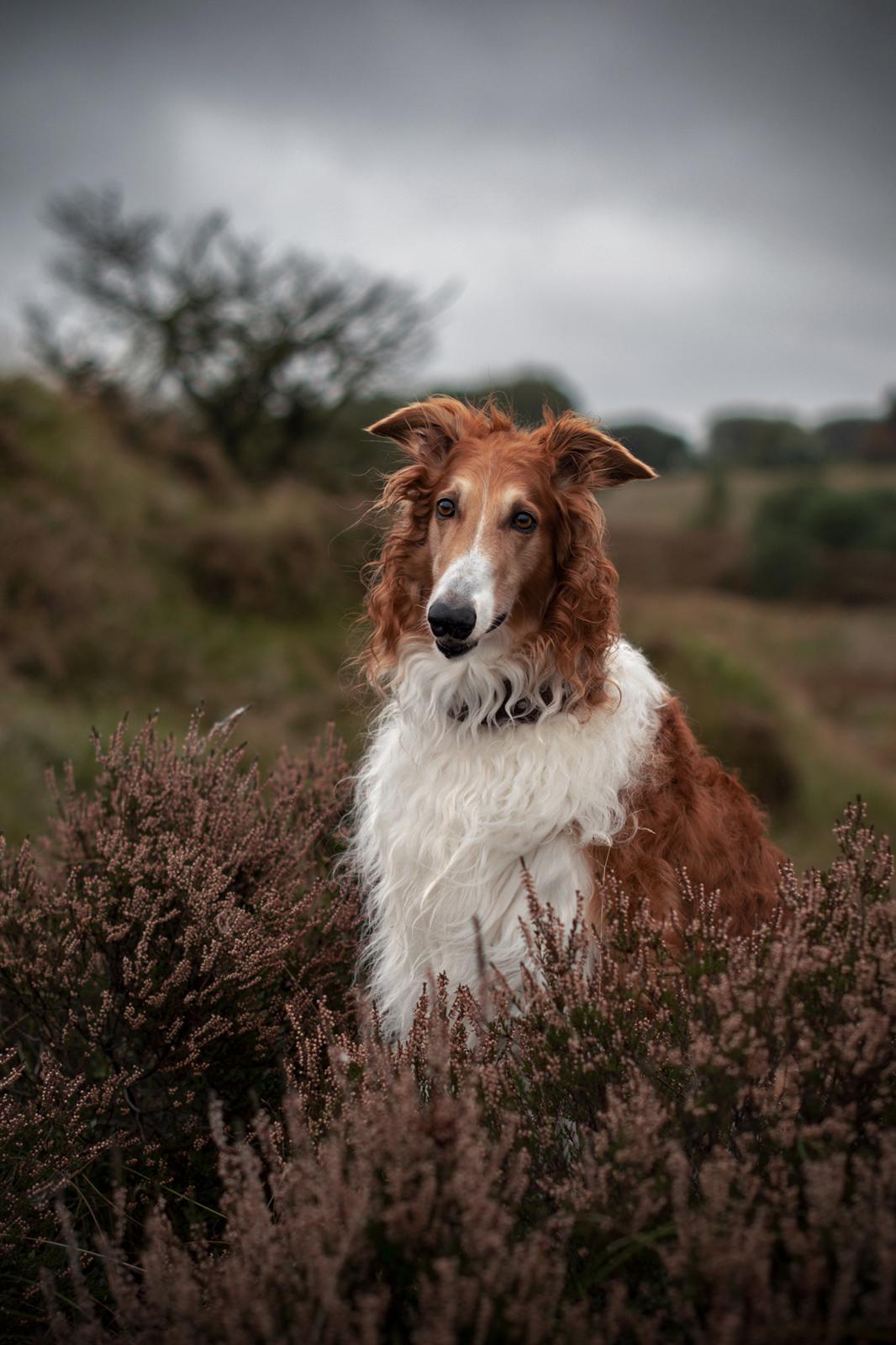 Borzoi - Kashmir 'Wild wind of Russia' billede 6