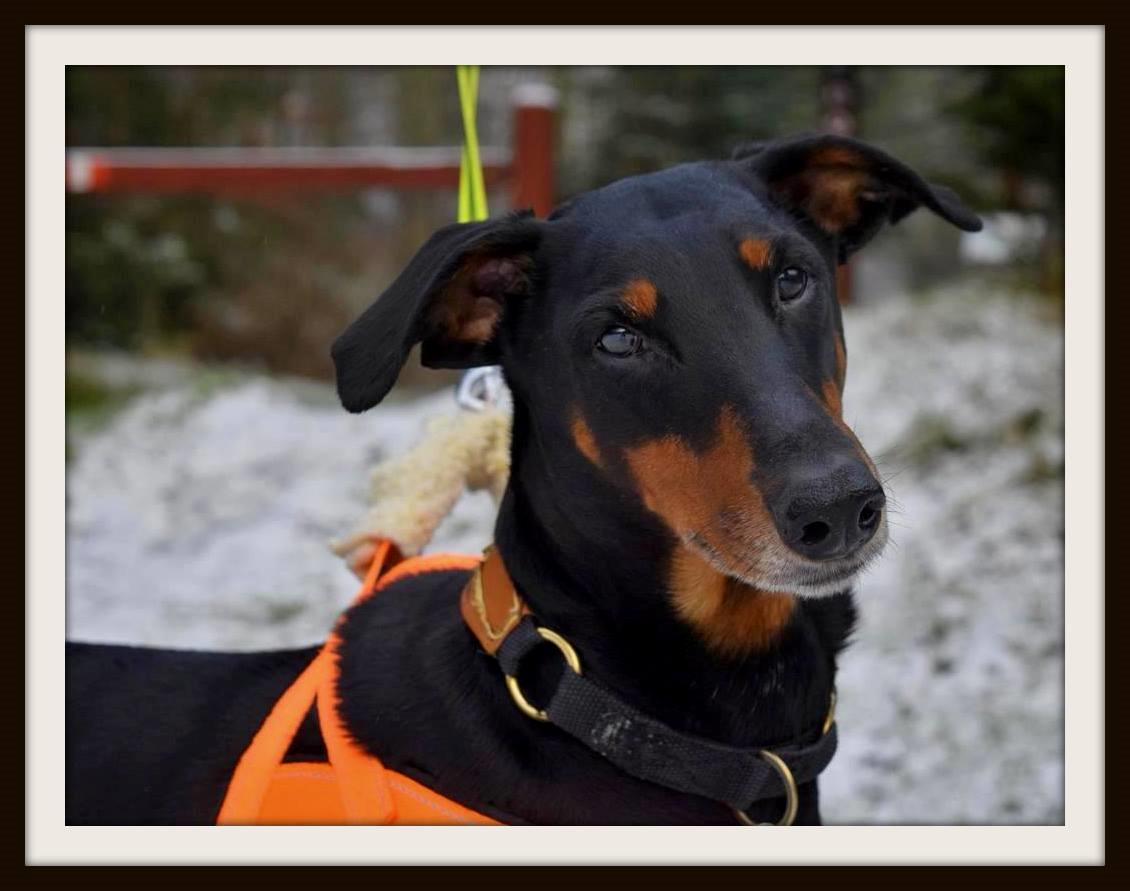 Dobermann Ulla billede 2