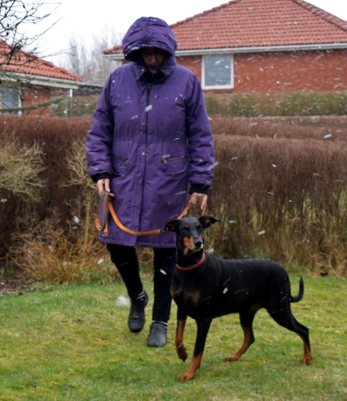Dobermann Ulla billede 4