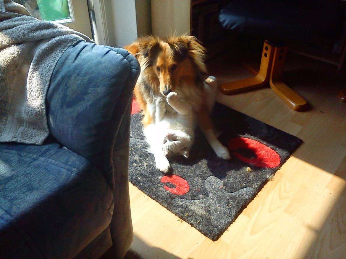 Shetland sheepdog Troldeskov's Golden Oline billede 7