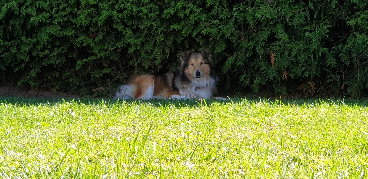 Shetland sheepdog Troldeskov's Golden Oline billede 8