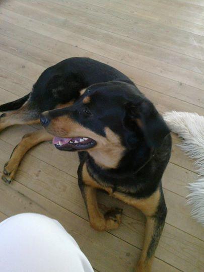 Blanding af racer Laika billede 5