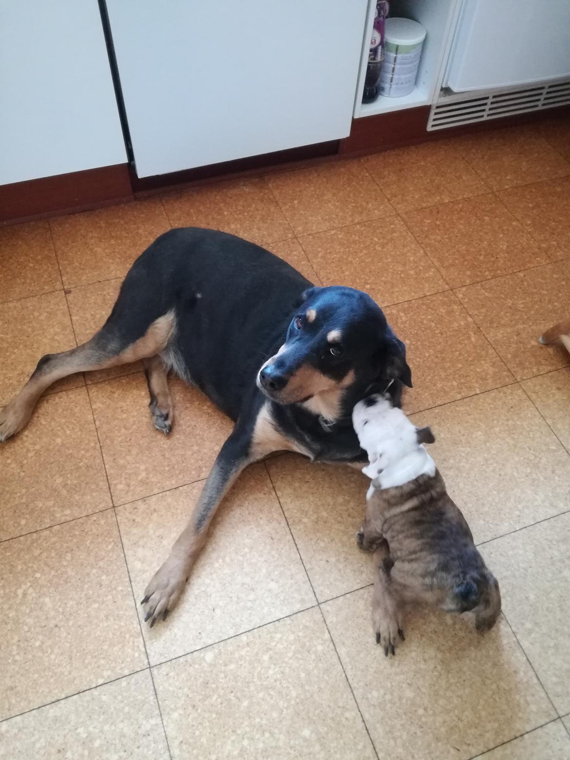 Blanding af racer Laika billede 1