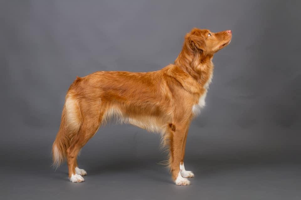 Nova scotia duck tolling retriever Aquafox Sebrings Fangio Chicane"Casey" billede 1